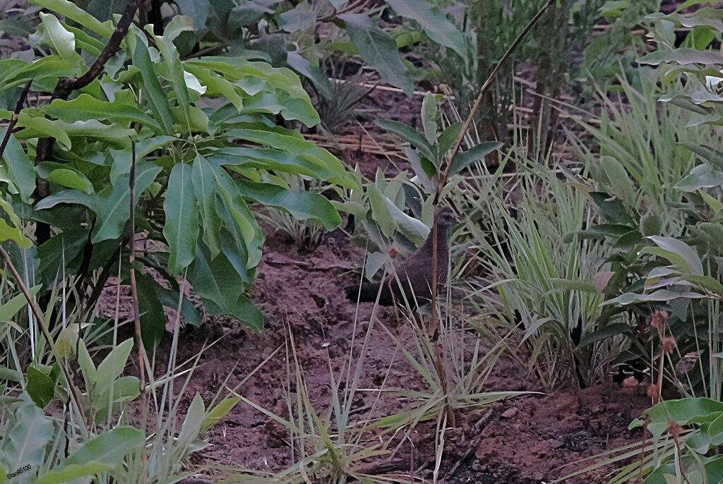 Stone Partridge male adult breeding