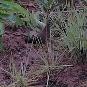 Stone Partridge