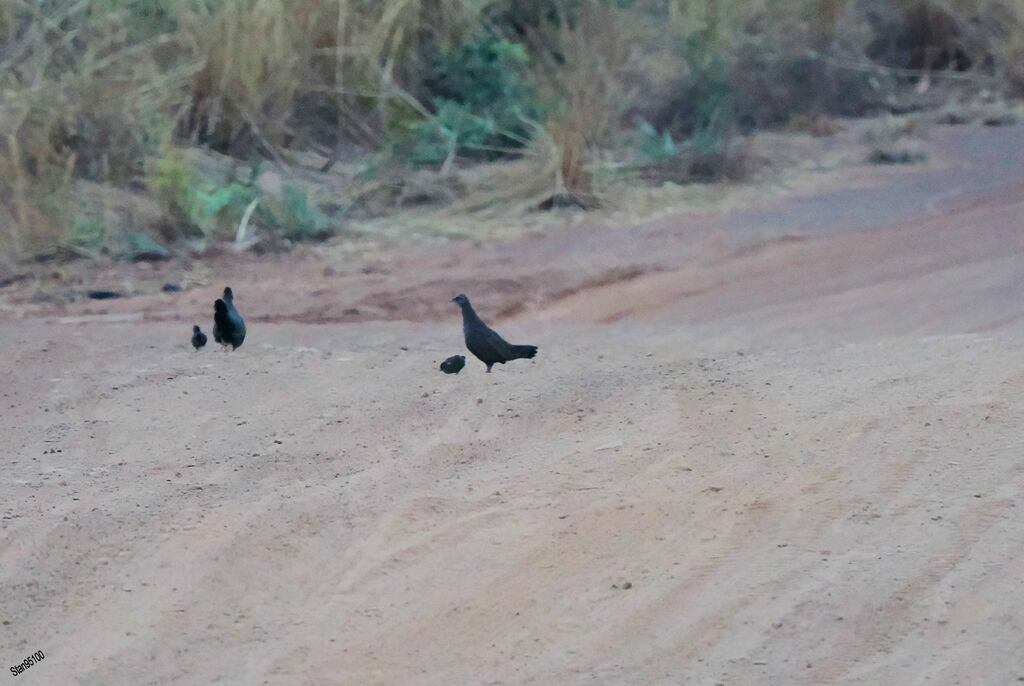 Stone Partridge