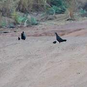 Stone Partridge