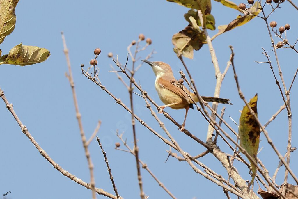 Red-winged Prinia male adult