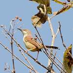 Prinia à ailes rousses