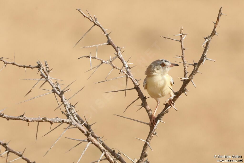 Cricket Warbler male adult