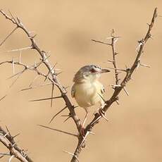 Prinia à front écailleux