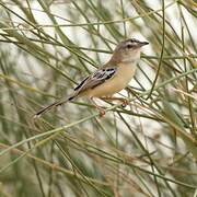 Prinia à front écailleux