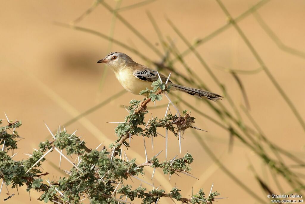 Prinia à front écailleux mâle adulte