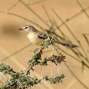 Cricket Warbler