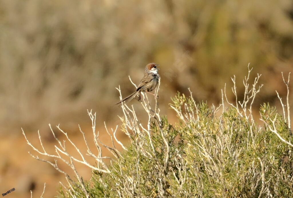 Rufous-eared Warbler male adult breeding, song