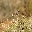 Prinia à joues rousses