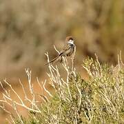 Rufous-eared Warbler