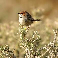 Prinia à joues rousses