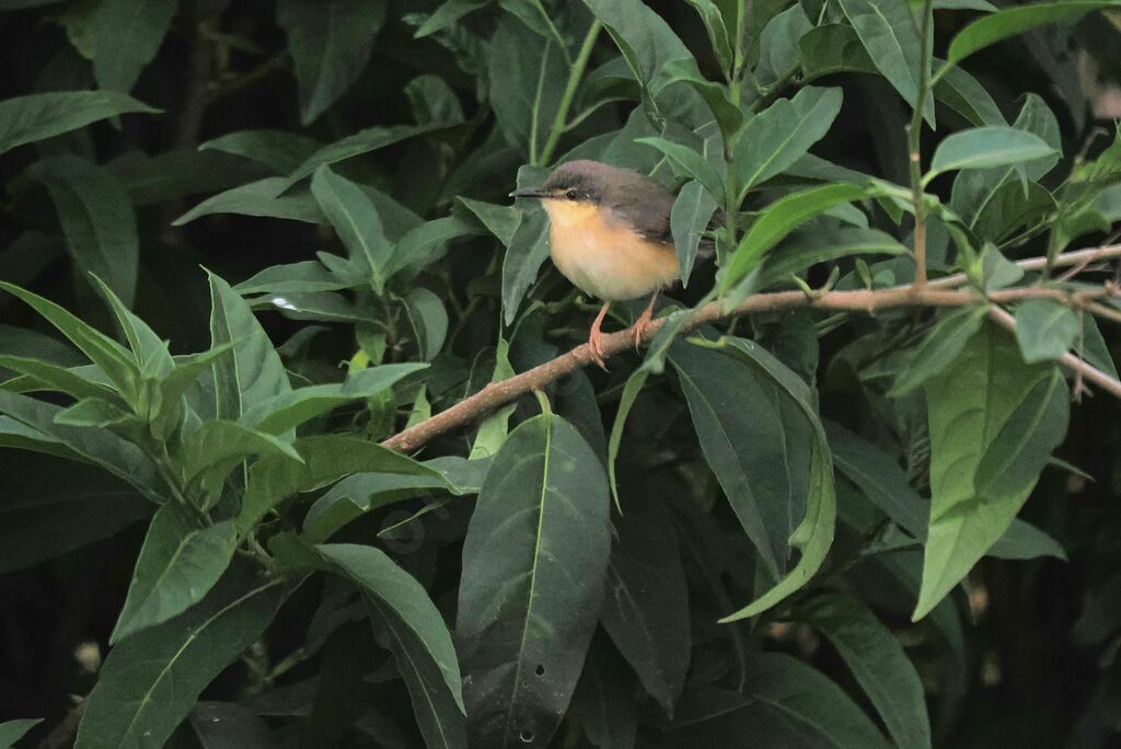 Prinia cendréeadulte