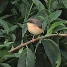 Prinia cendrée