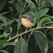 Ashy Prinia