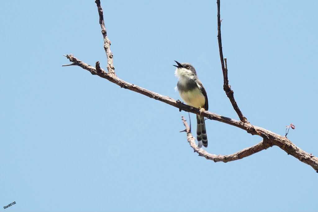 Grey-breasted Prinia male adult, courting display, song