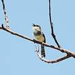 Prinia de Hodgson