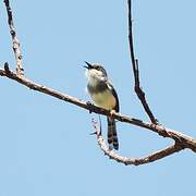 Grey-breasted Prinia