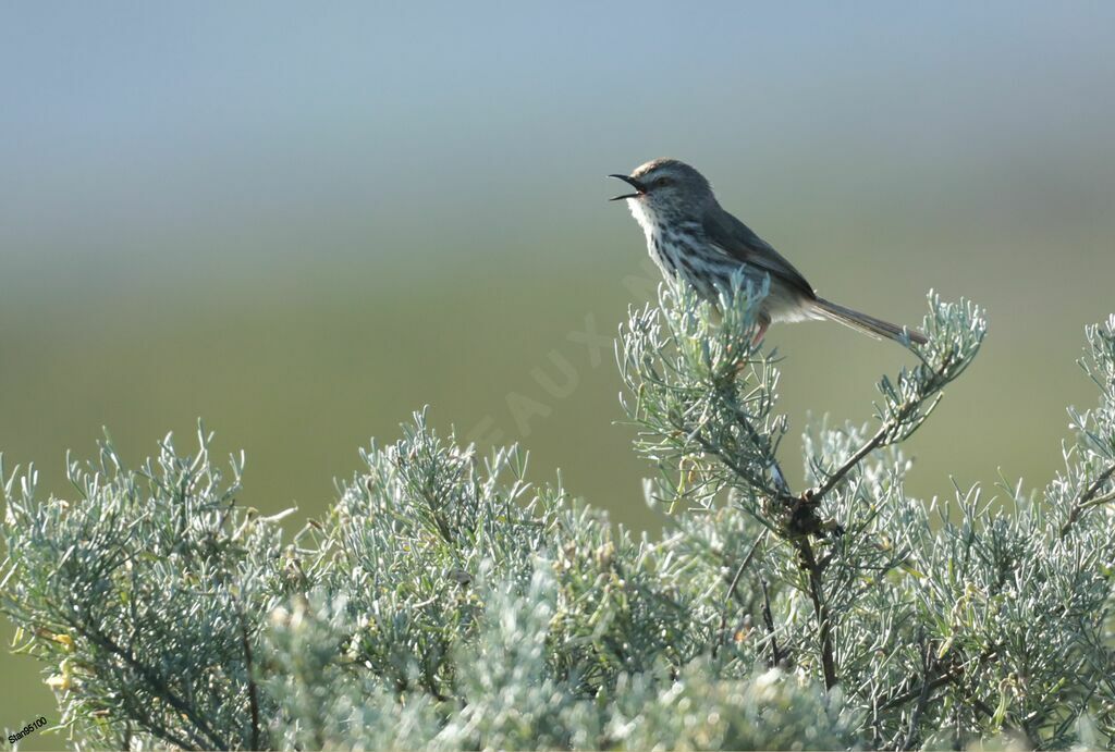 Karoo Prinia male adult breeding, song