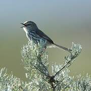 Karoo Prinia