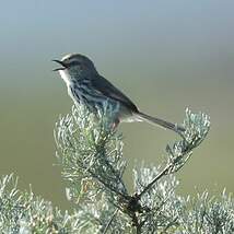 Prinia du Karroo