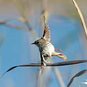 Karoo Prinia