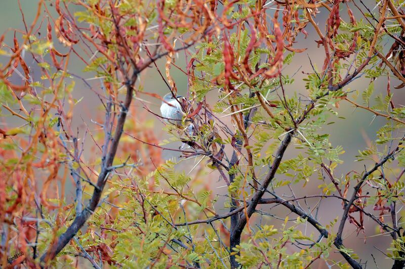 Namaqua Warbler male adult breeding