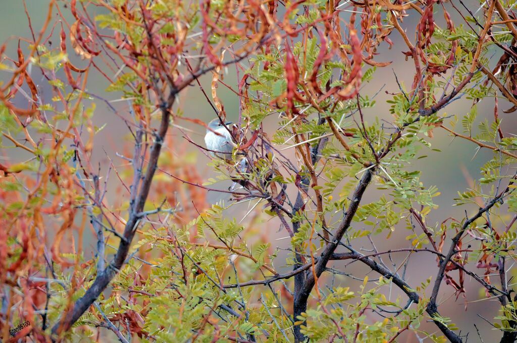 Namaqua Warbler male adult breeding