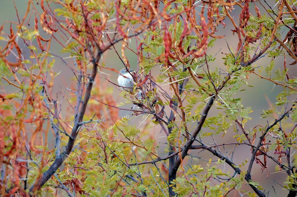 Prinia du Namaqua mâle adulte nuptial