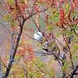 Prinia du Namaqua