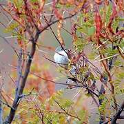Namaqua Warbler