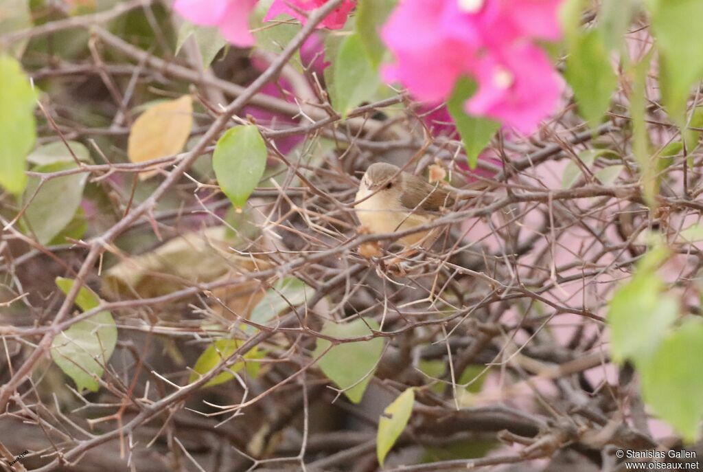 Prinia modesteadulte