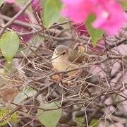 Tawny-flanked Prinia