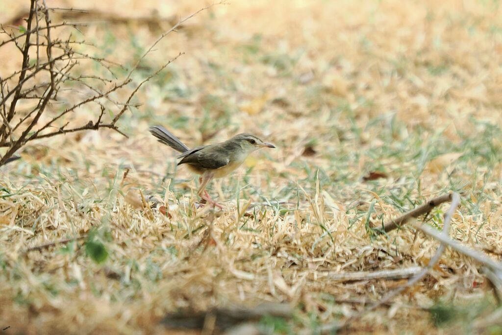 Prinia simpleadulte, pêche/chasse