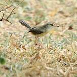 Prinia simple