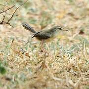 Plain Prinia