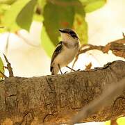 Brown-throated Wattle-eye