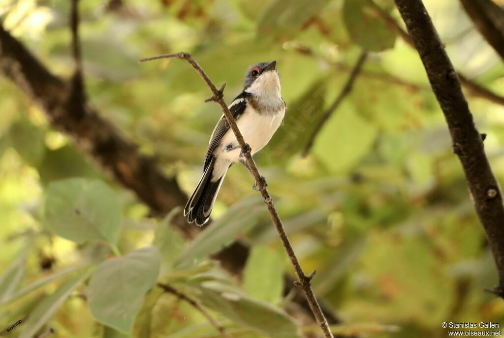 Brown-throated Wattle-eye male adult transition