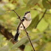 Brown-throated Wattle-eye