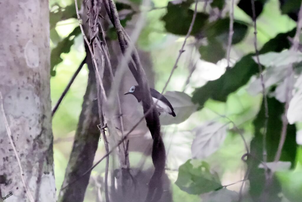 Red-cheeked Wattle-eye male adult breeding