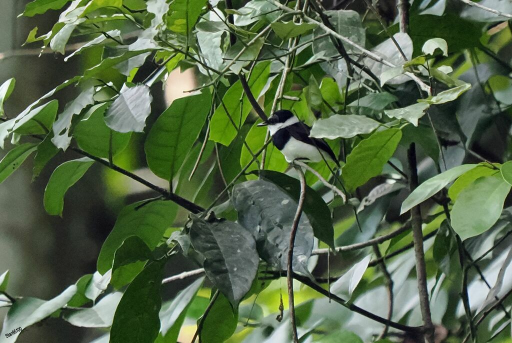 West African Wattle-eyeadult breeding