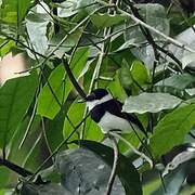 West African Wattle-eye