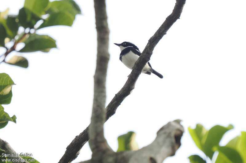 West African Batis male adult breeding, song