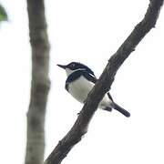 West African Batis