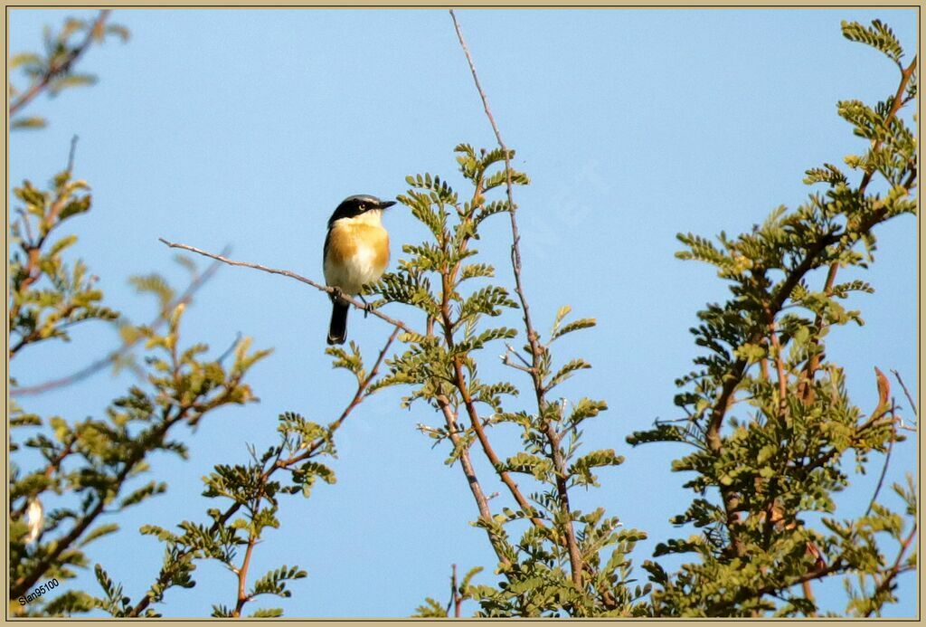 Pririt Batis male adult breeding