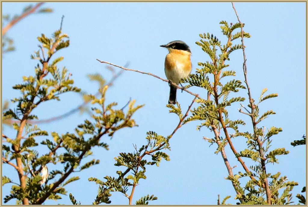 Pririt Batis male adult breeding