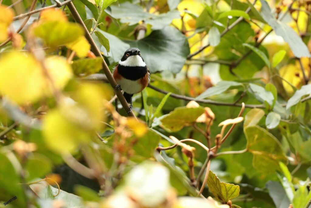 Cape Batis male adult breeding