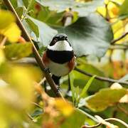 Cape Batis