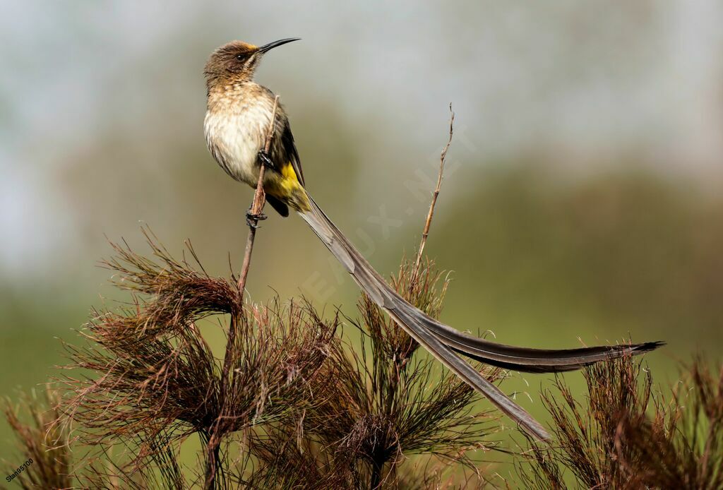 Cape Sugarbird