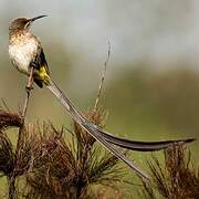 Cape Sugarbird