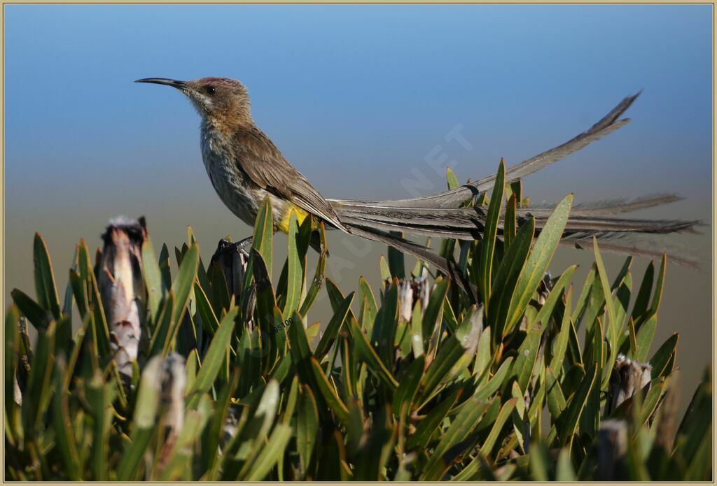 Cape Sugarbird male adult breeding